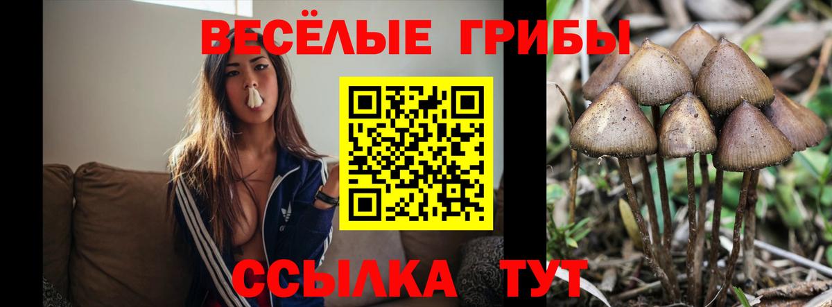 Псилоцибиновые грибы прущие грибы Бузулук